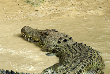 Estuarine Crocodile in Mud Water