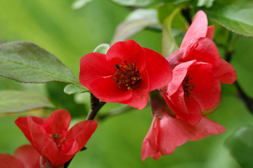 Obraz premium green and red