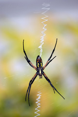 Garden Spider