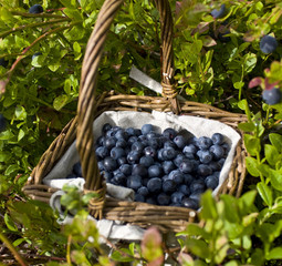 A basket full of european blueberries (bilberries)