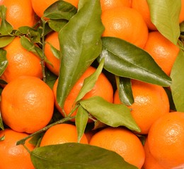 mandarin orange - citrus reticulata