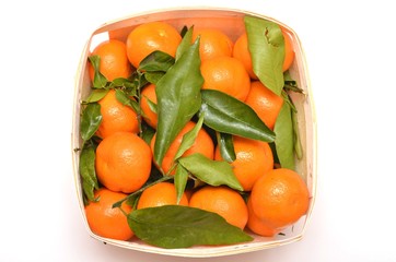 mandarin orange - citrus reticulata