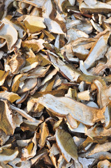 Funghi Porcini Secchi