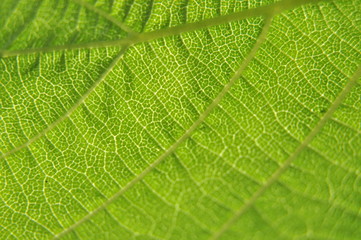 green leaf closeup
