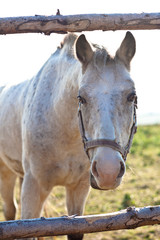 beautiful white horse grazing on grass on a sunny day (color ton