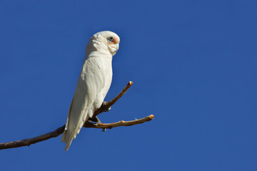 Little Corella