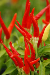 Red Chili Peppers