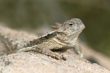 Naklejka na ściany i meble Desert Horned Lizard (Phrynosoma platyrhinos) - Sonoran Desert