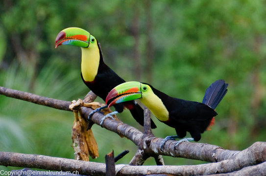 Tukan
