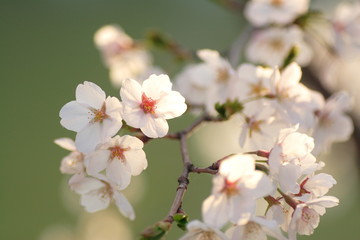 桜　cherry blossom
