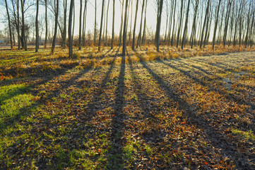 Naklejka premium sorgenti sile paesaggio 1373