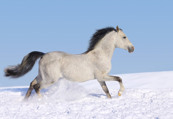 horse in snow