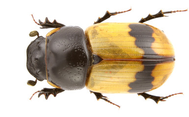 Aphodius coniugatus