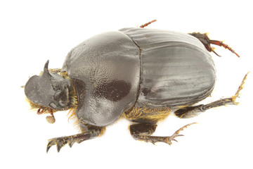 Bubas bubalus