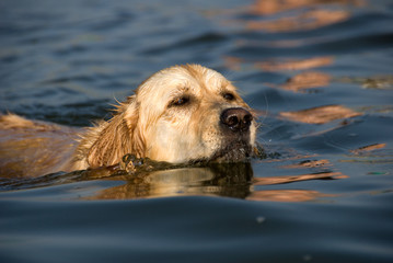 golden retriever in acqua