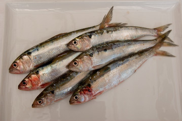 agoni (sardine) di lago