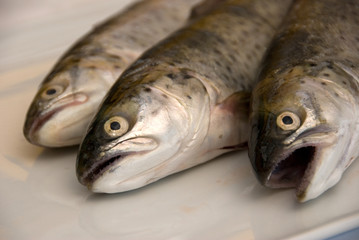 carpioni del Lago di Garda