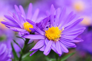 violette Aster