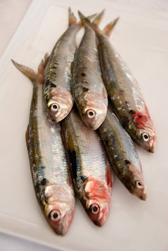 agoni (sardine) di lago