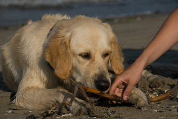 Golden retriever sulla spiaggia