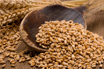 Wheat grain