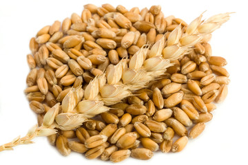 Wheat