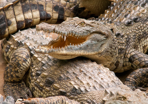 Nile crocodile.