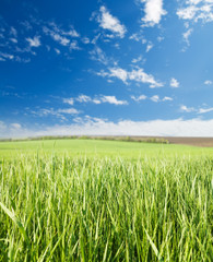 green grass and blue sky with clouds. soft focus on grass