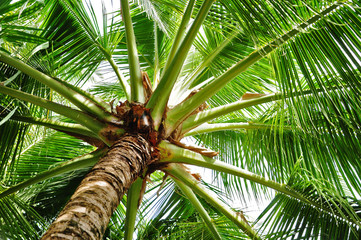 Kokospalme
