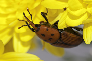 Red palm weevil beetle (Rhynchophorus ferrugineus) on a flower
