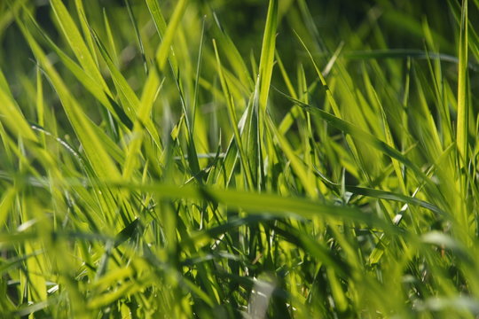 Gras
