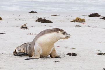 Sea Lion on the lookout
