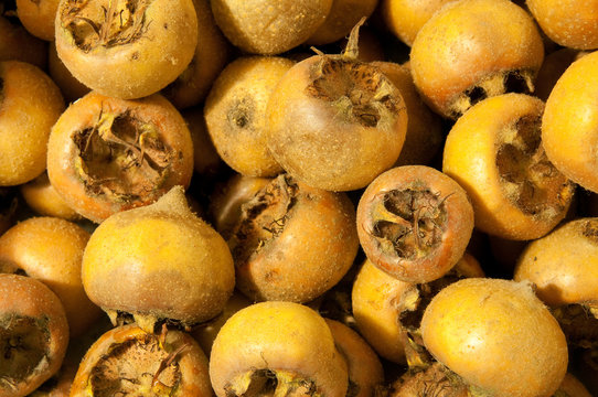 Mispelfr&uuml;chte (Mespilus germanica)
