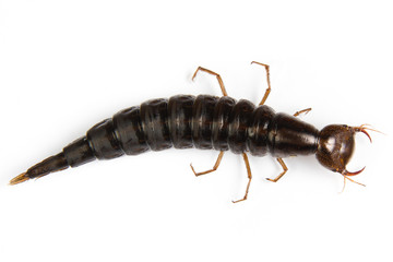 Diving Beetle larva  isolated on white background