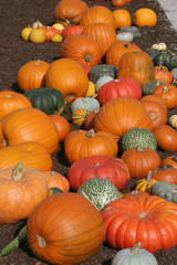 Kürbisse