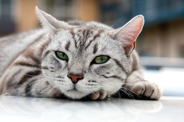 アメリカンショートヘアー