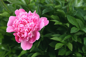 pink peony