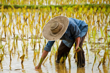 Farmers are planting rice in the farm.