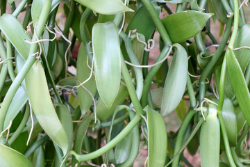 lianes de vanille