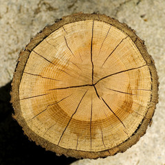 Cut Log