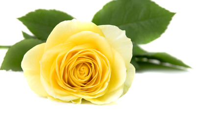 Yellow rose