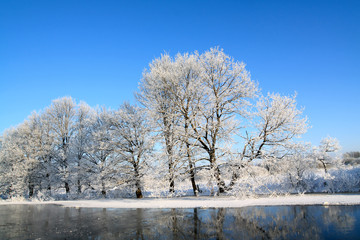 snow tree on coast river