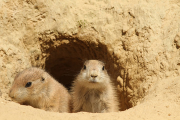 Baby prairie dogs looking out of their burrow - obrazy, fototapety, plakaty