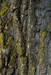 oak bark background