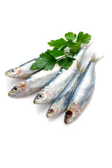 sardines with parsley - sardine