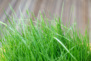 herbes