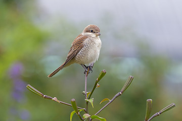 Young red-basked shrike hunting on lily