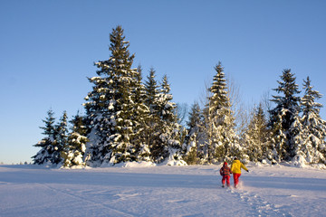 Pines covered frozen snow