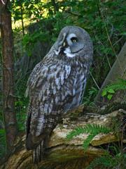Great Grey Owl - Lapland Owl (Strix nebulosa)