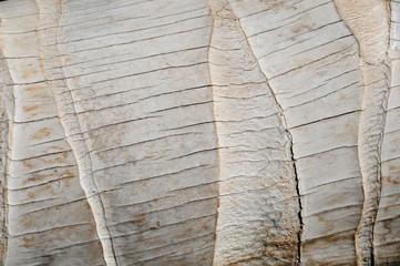 Palm grey bark for background